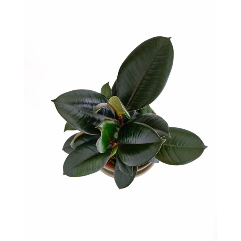 Live Ficus Burgundy Plant 6" in Tan Ceramic Pot - Image 1