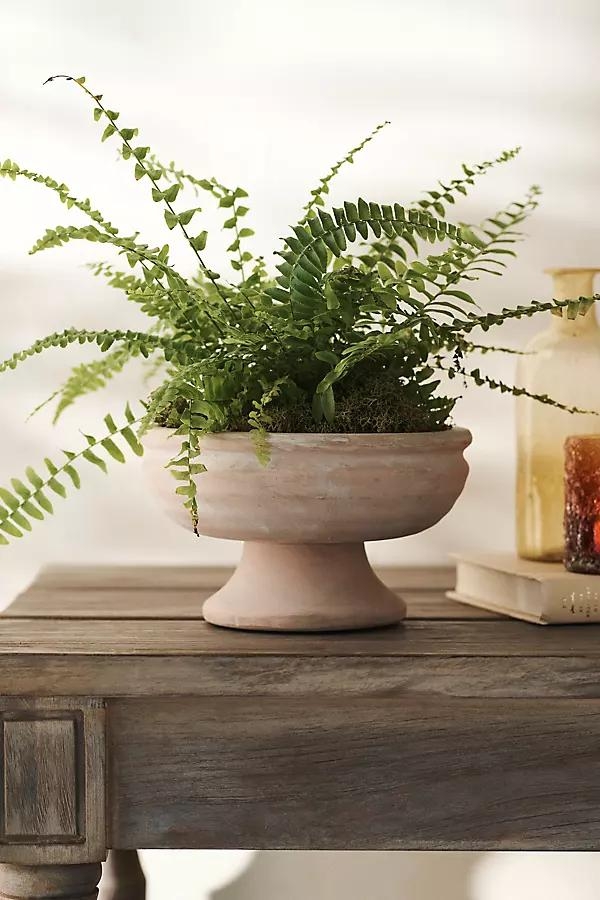 Wide Bowl Urn Planter - Image 0