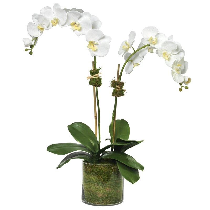 Diane James Home Phalaenopsis Orchid Floral Arrangement in Vase - Image 0