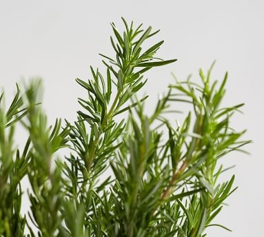Live Rosemary, 5 Bunches - Image 2