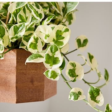 6in Pothos Plant in Hanging Wood Planter - Image 1