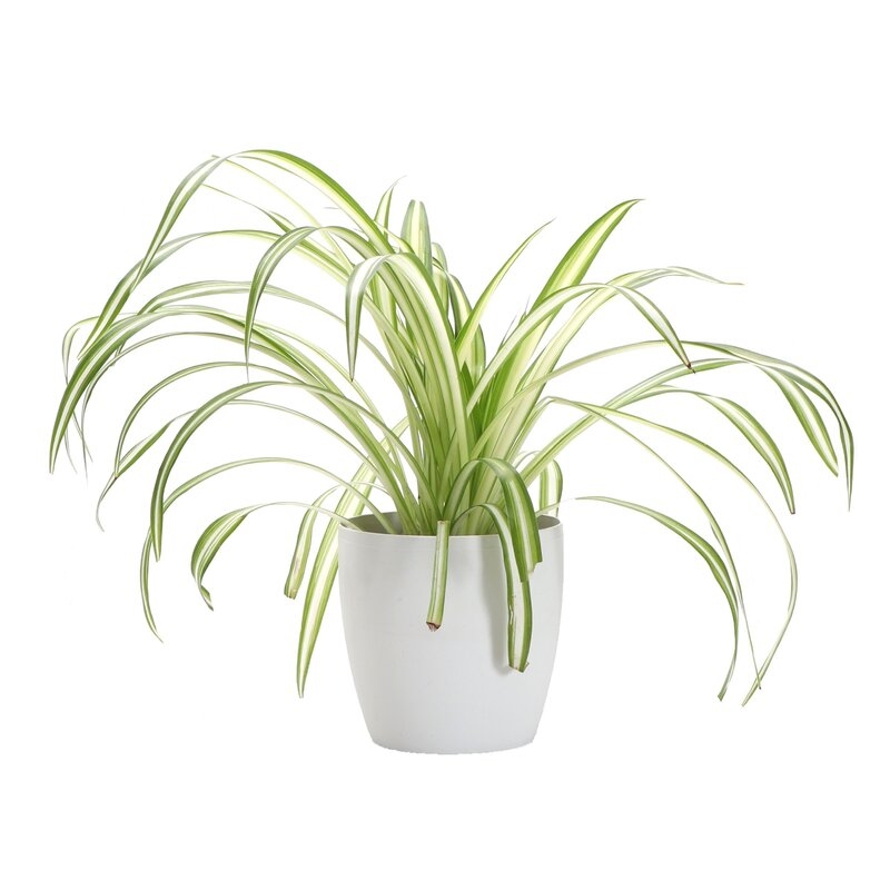 Thorsen's Greenhouse 7" Live Foliage Plant in Pot Base Color: White - Image 0