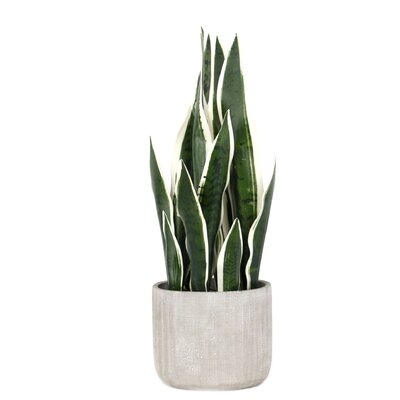 Artificial Snake Plant in Pot - Image 0