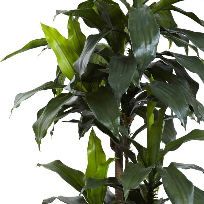 Dracaena Plant UV Resistent, 5 feet - Image 2
