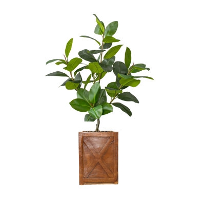 63 Rubber Plant Plant - Image 0