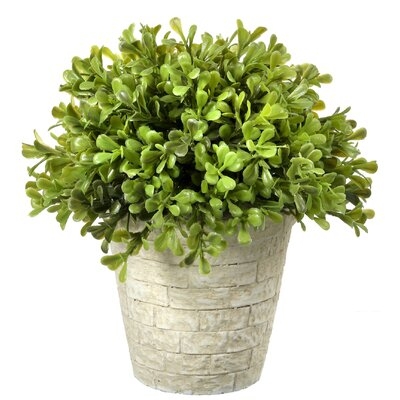 Regency Spring Boxwood Topiary in Pot - Image 0