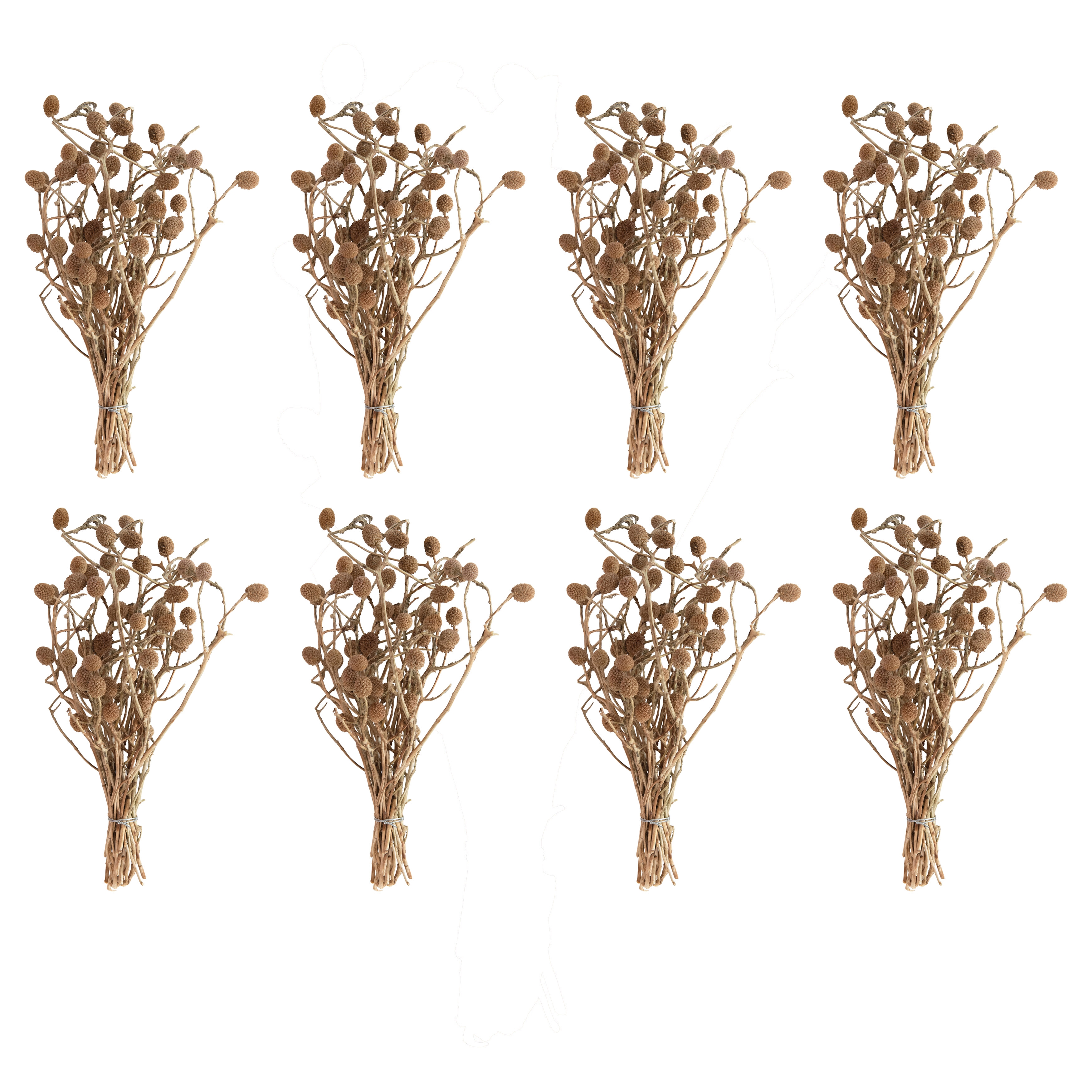 Set of 12, 12"L Dried Bora Bouquet - Image 0