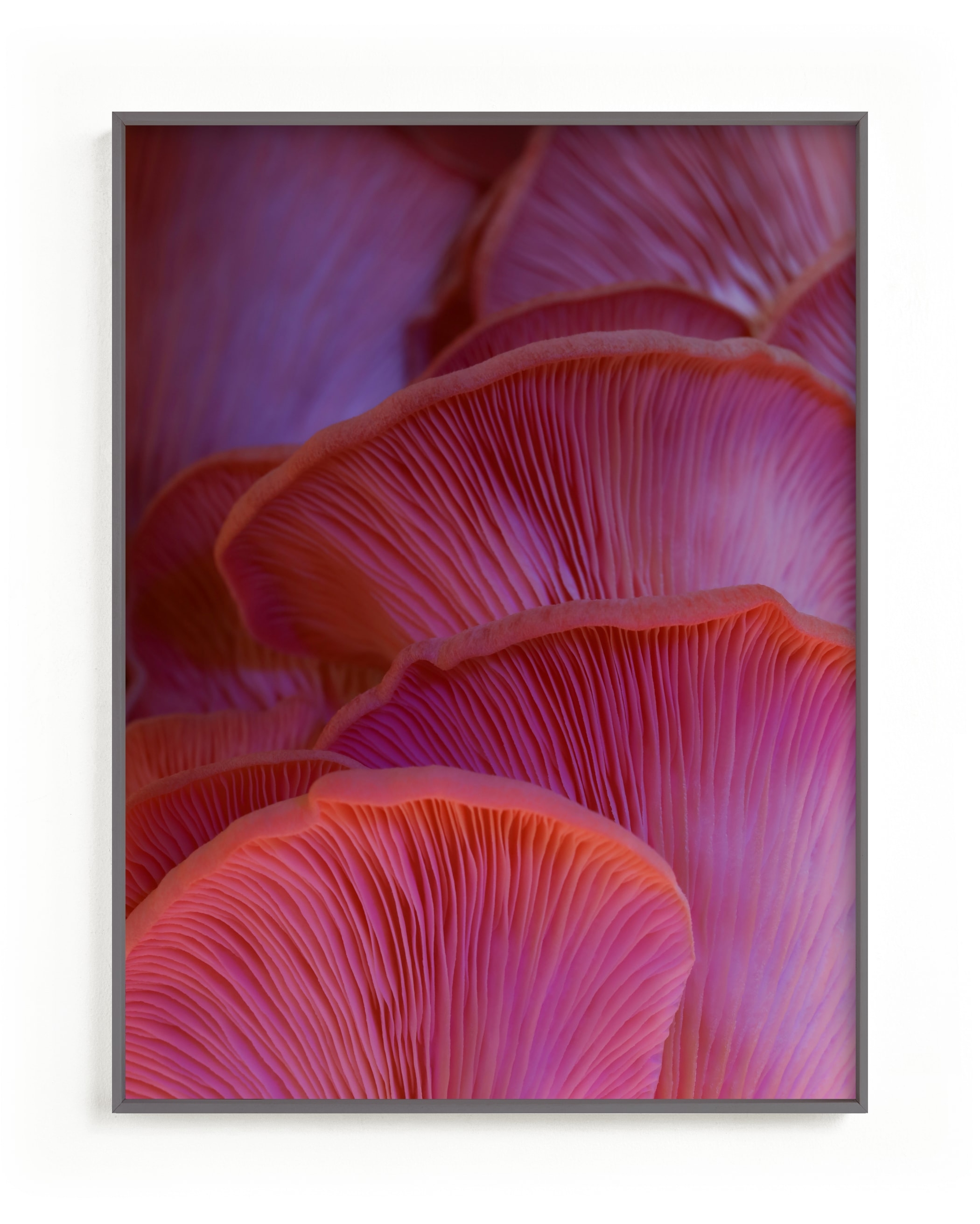 Pink Oyster Mushrooms Limited Edition Fine Art Print 2 - Image 0