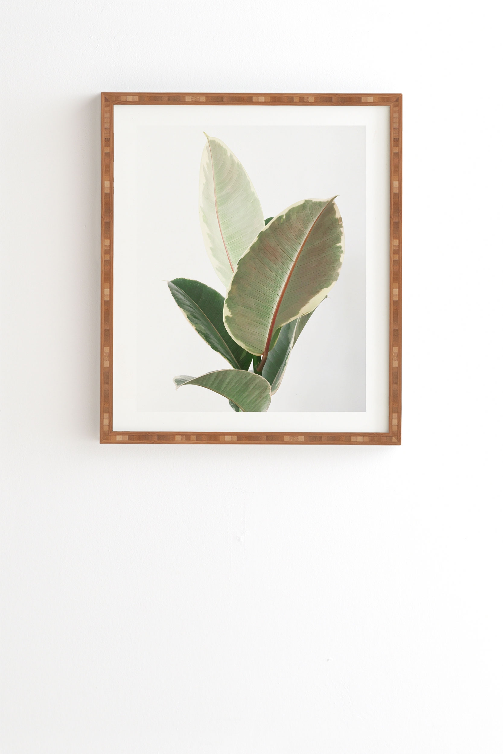 Ficus Tineke by Cassia Beck - Framed Wall Art Bamboo 20" x 20" - Image 1