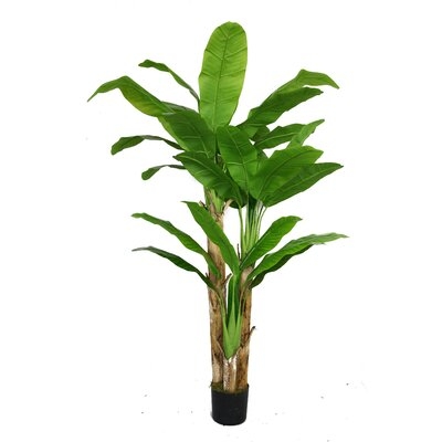 Banana Leaf Tree in Pot - Image 0