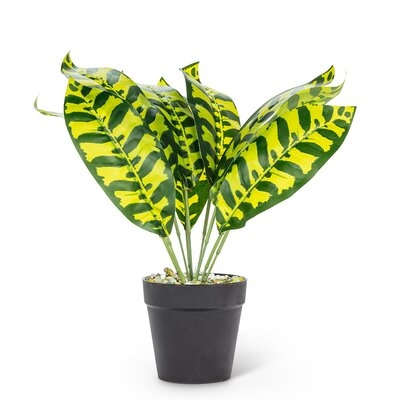 Medium Leaf Plant - Image 0