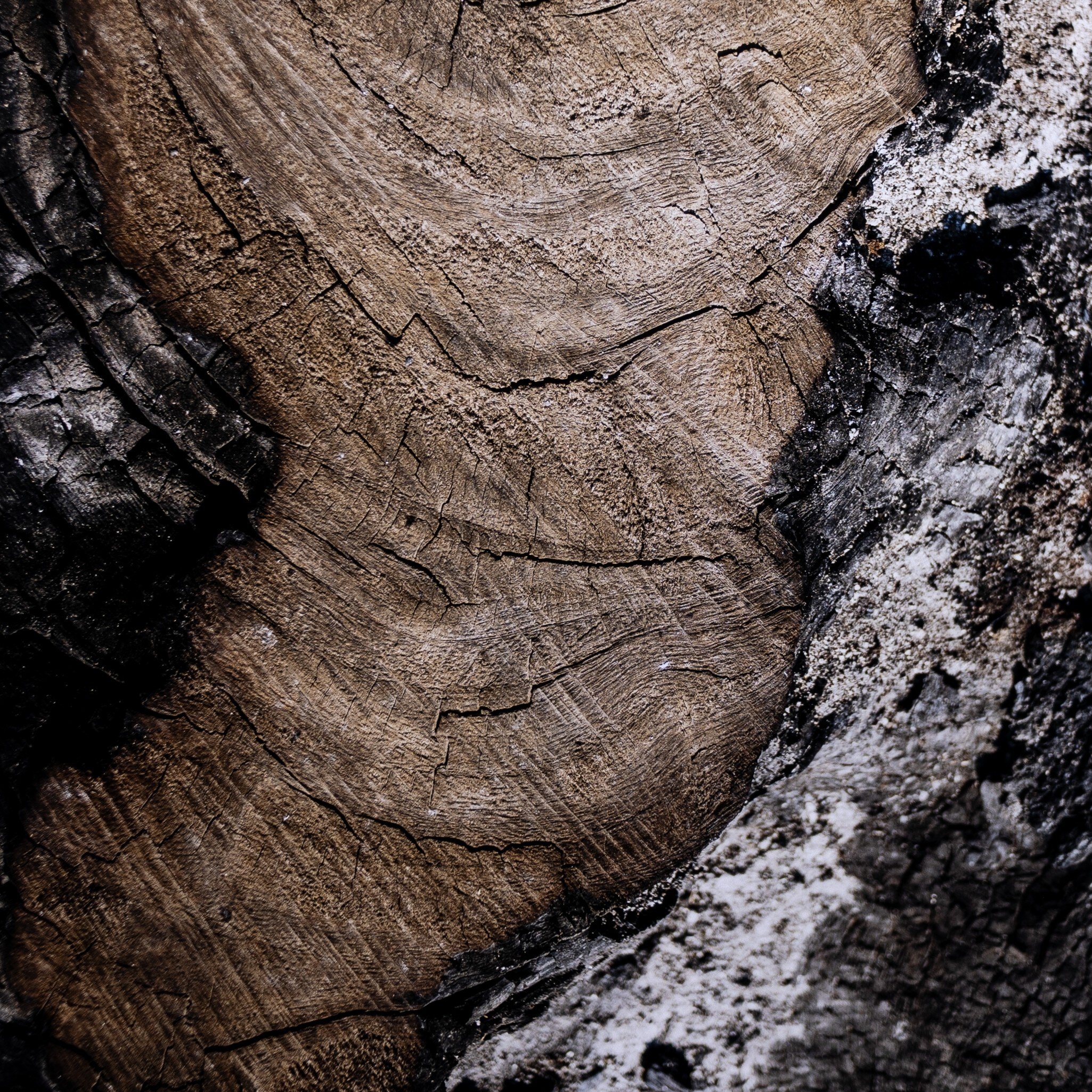 Char VI by FH Art Studio - Rustic 2.5 Walnut - Image 7