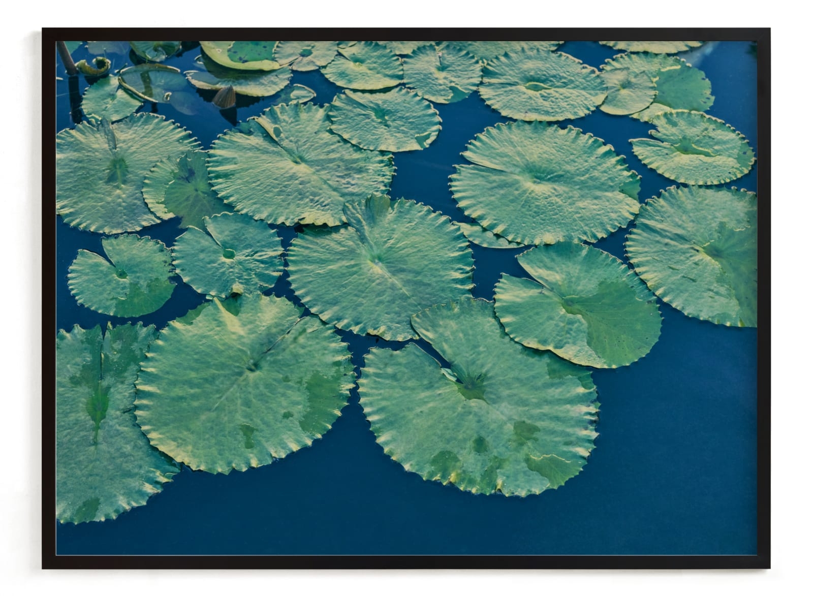 Painted Lily Pads Limited Edition Fine Art Print 2 - Image 0