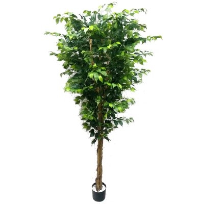 Silk Ficus Tree 7' W 1512 Lvs, UV Resistant, Pre-Potted, House Plant - Image 0
