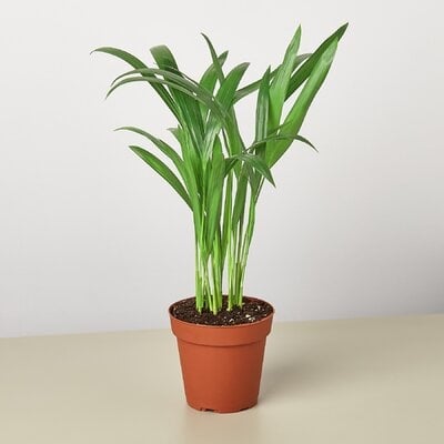 Areca Palm - In 4" Pot - Image 0