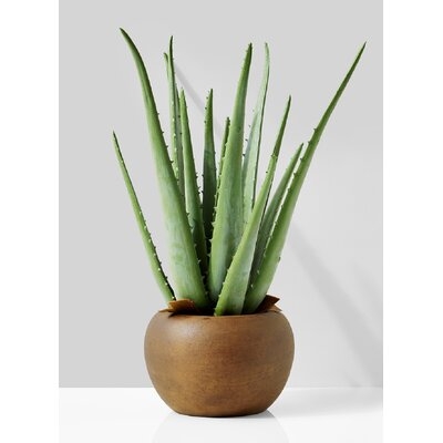 Aloe Plant Pot - Image 0