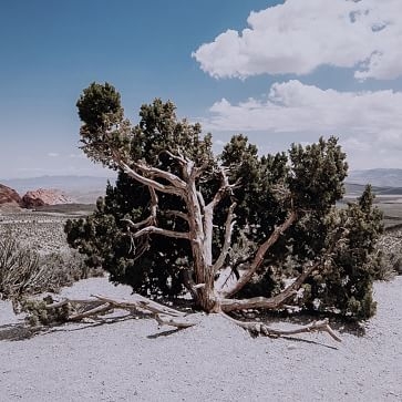Desert Tree by Christin Hume, 32"x24" - Image 3