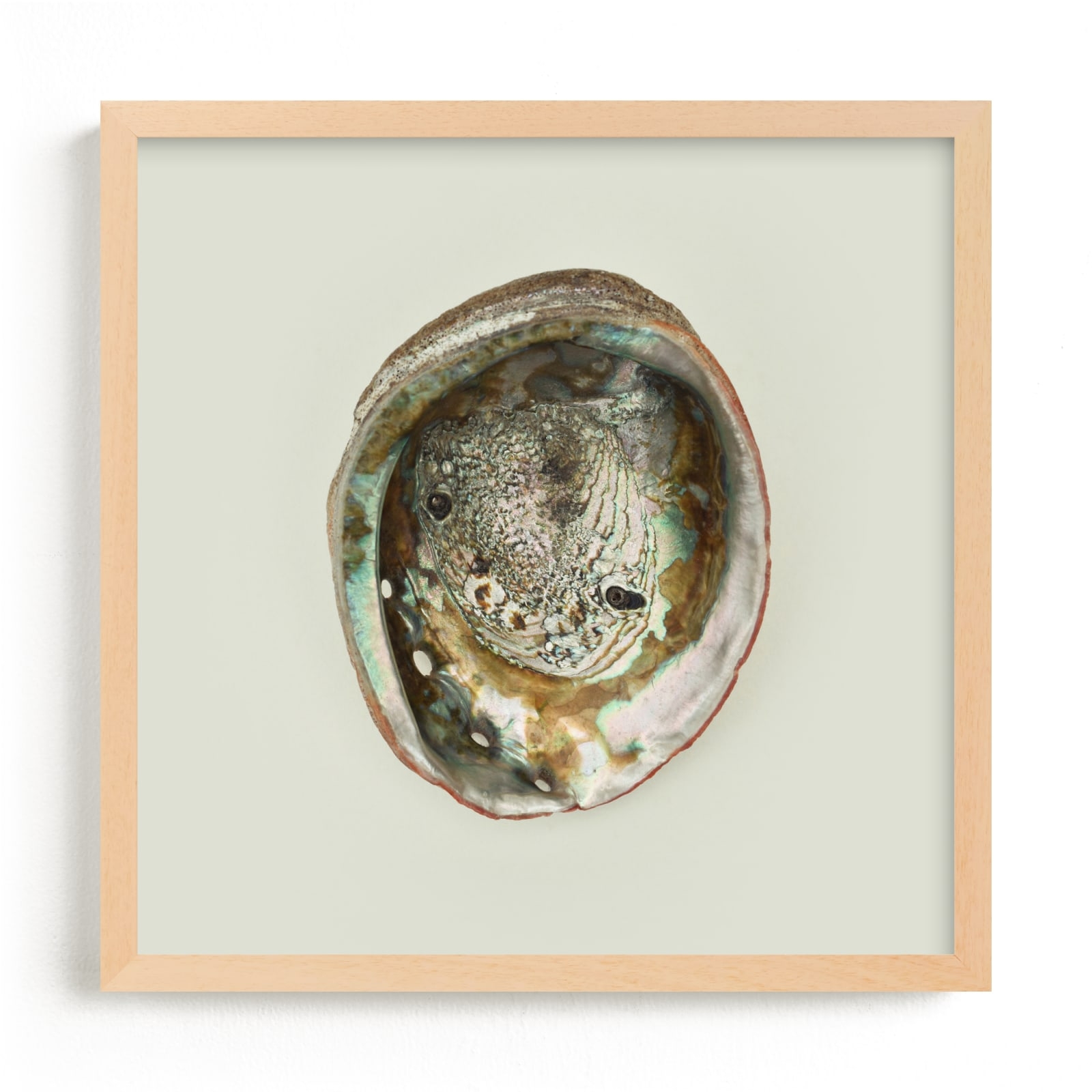 Abalone Shell Limited Edition Fine Art Print 2 - Image 0