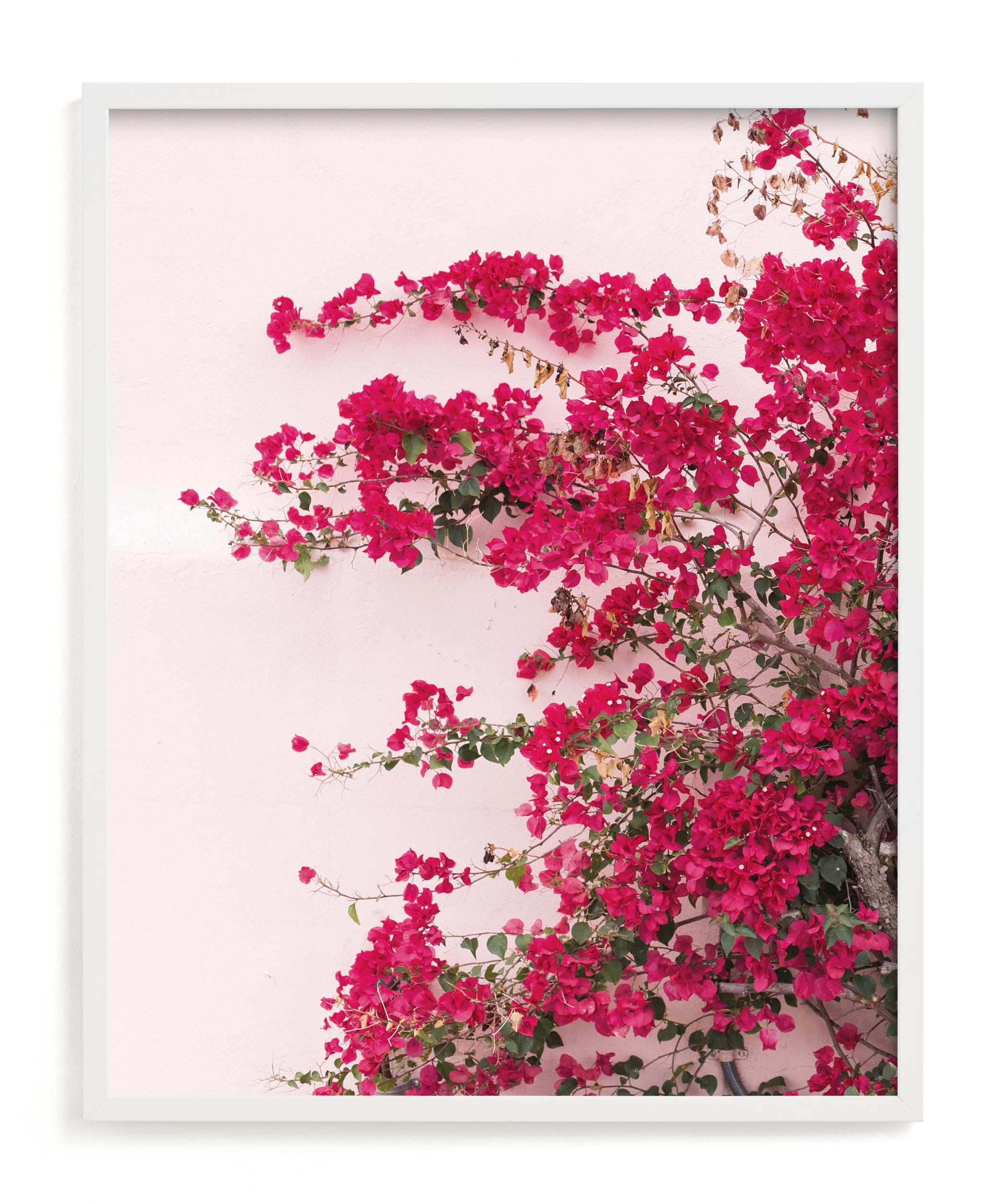 Bright Bougainvillea Limited Edition Fine Art Print 2 - Image 0
