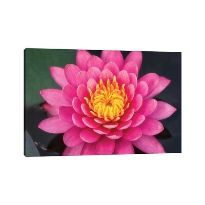 Pink Lotus Flower by Glauco Meneghelli - Wrapped Canvas Photograph Print - Image 0
