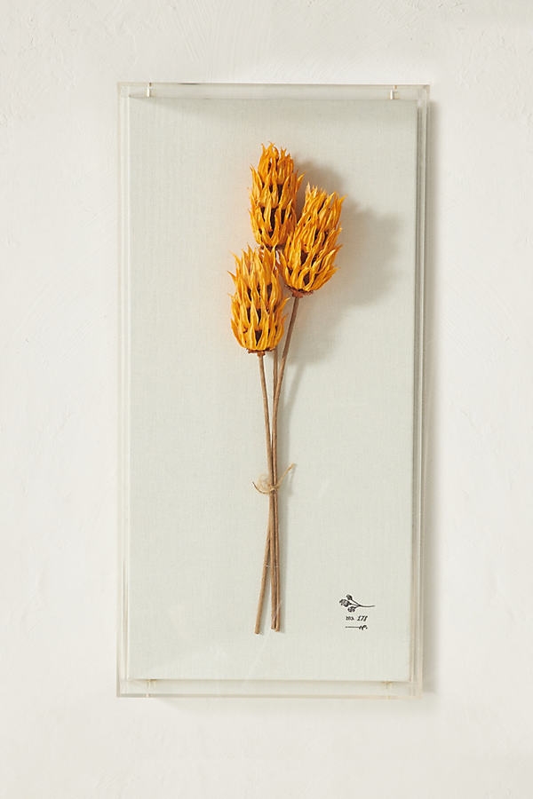 Dried Botanical Wall Art By Anthropologie in Orange Size S - Image 0