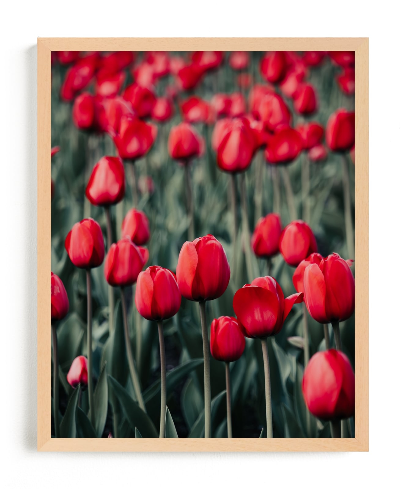 Red Tulips Limited Edition Fine Art Print 2 - Image 0