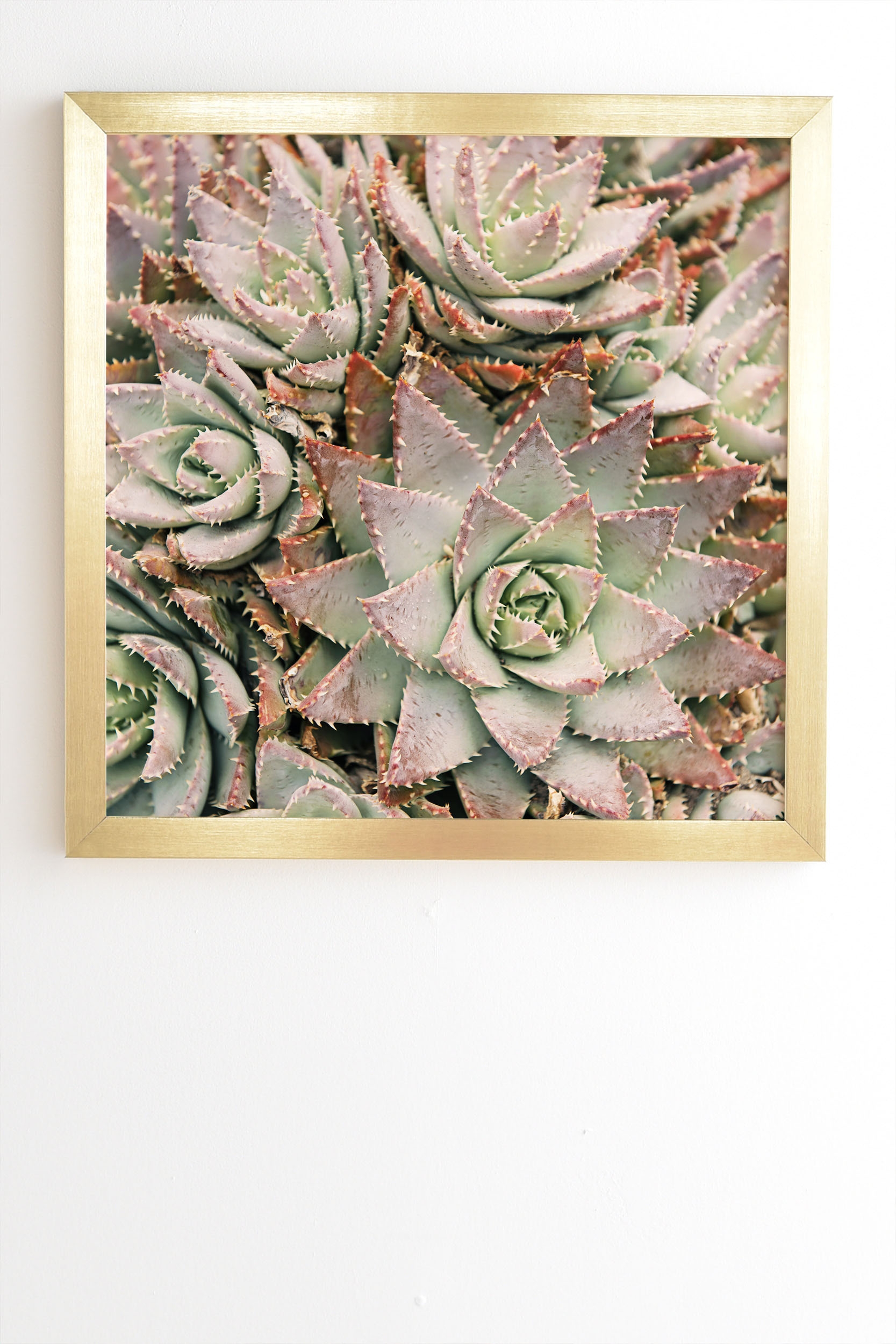 Succulent by Bree Madden - Framed Wall Art Basic Gold 12" x 12" - Image 1