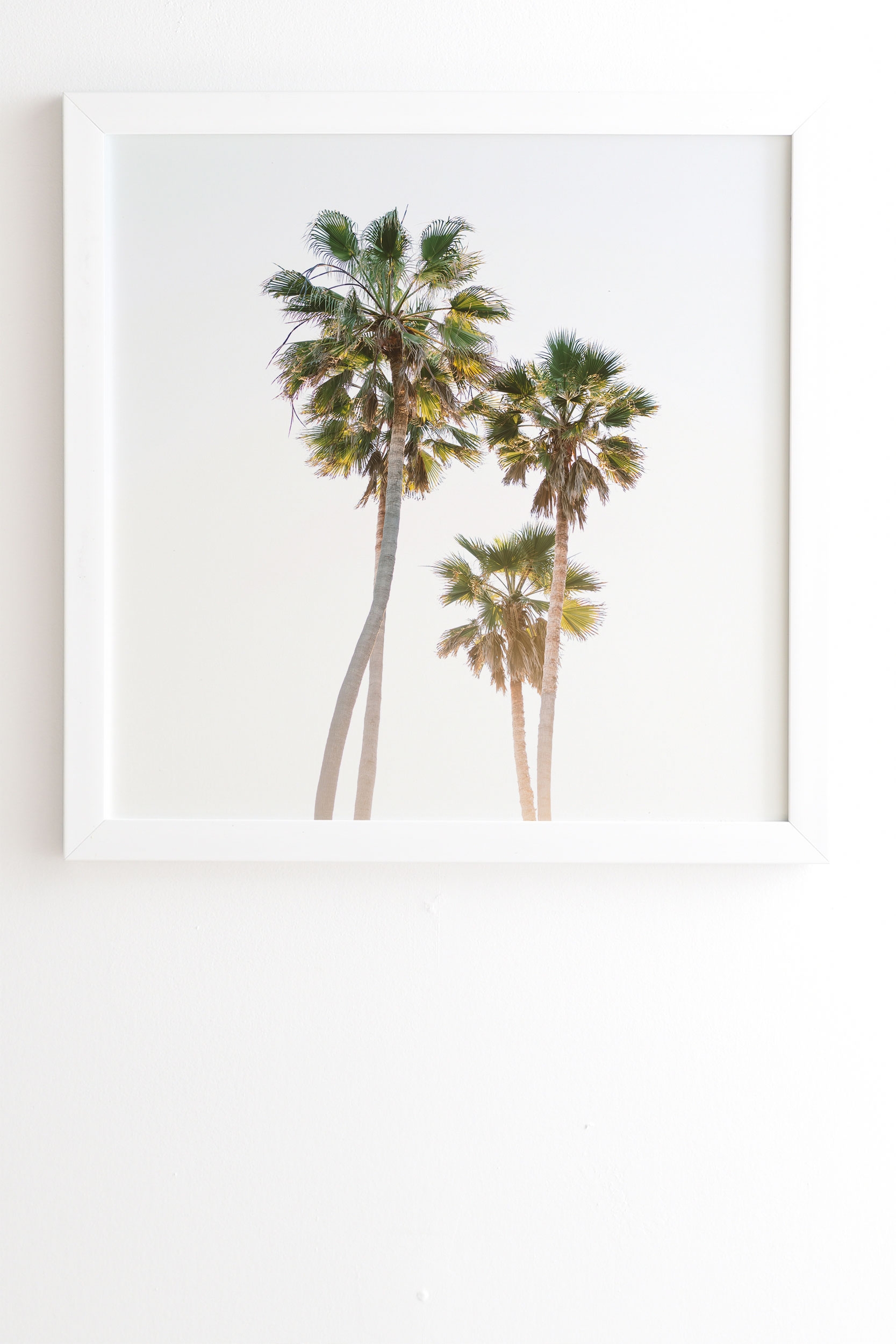 California Palms by Bethany Young Photography - Framed Wall Art Basic White 12" x 12" - Image 1