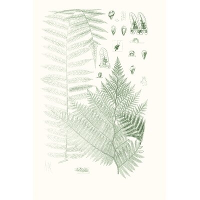 Verdure Ferns V - Image 0