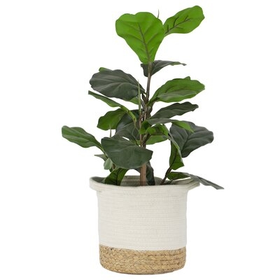 Artificial Fiddle Leaf Fig Plant Basket - Image 0