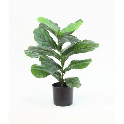 Fiddle Leaf Plant - 22 Inches - Image 0