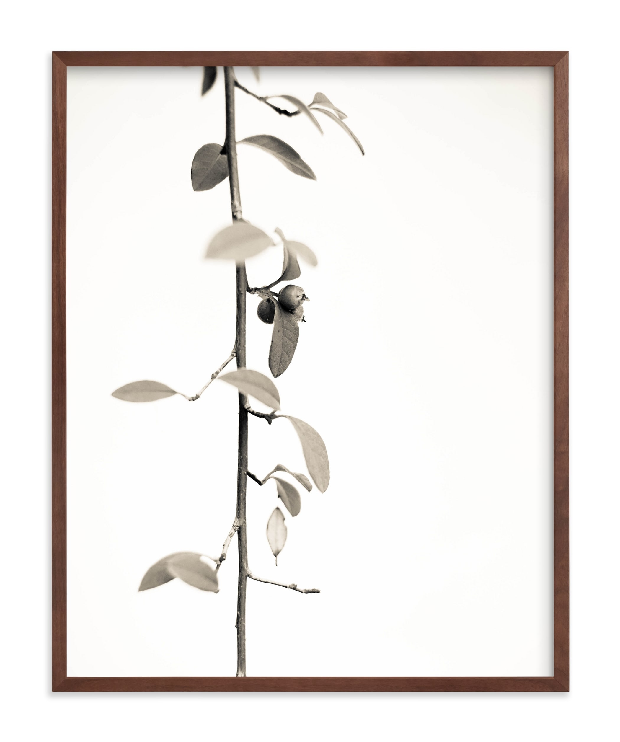 Berry Branch Limited Edition Art Print - Image 0