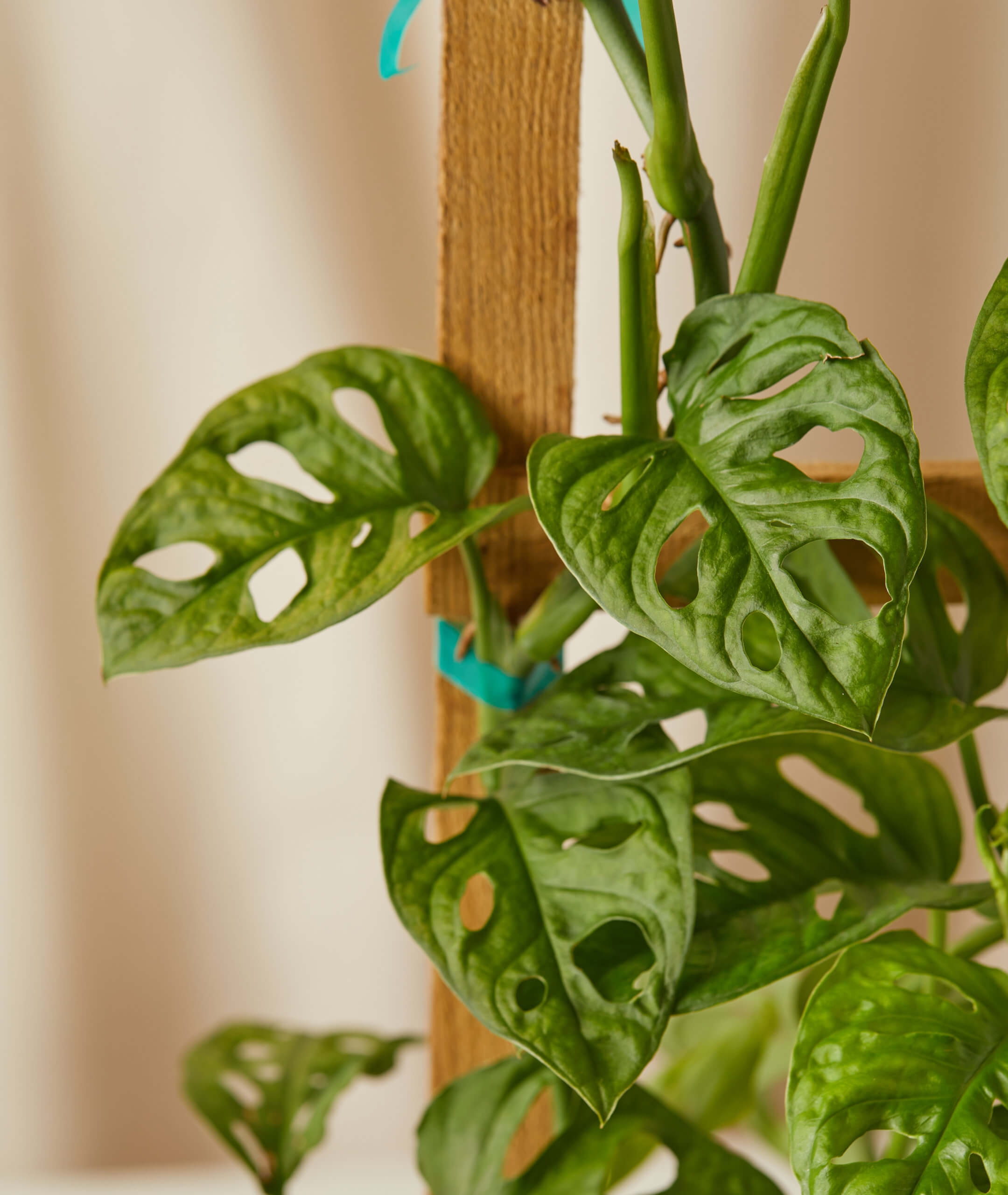 Monstera Adansonii Trellis -  Charcoal - Image 1