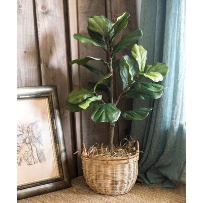 Fiddle Leaf Fig Tree in Pot - Image 0