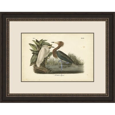 'Reddish Egret' by John Audubon Framed Watercolor Painting Print - Image 0