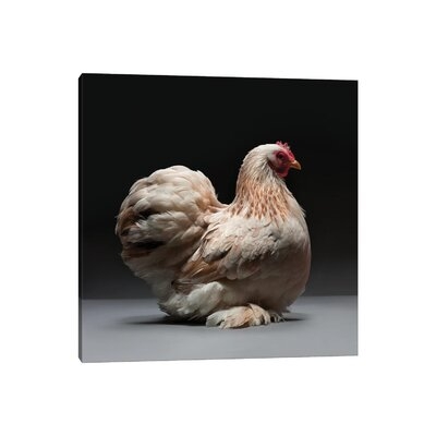 Cochin Bantam by Chicken - Wrapped Canvas Photograph - Image 0
