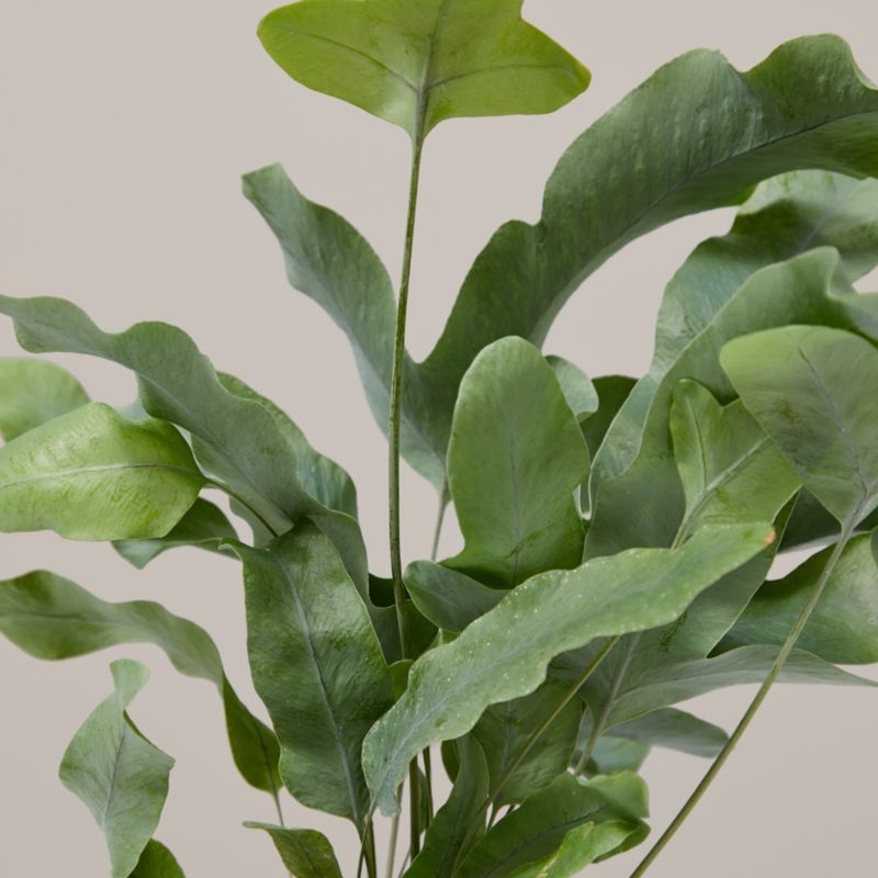 Live Fern Blue Star in Bryant Planter - Image 1