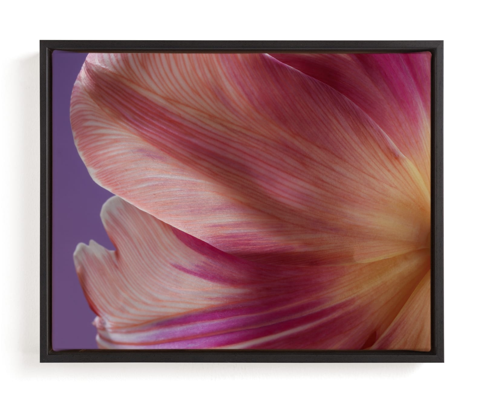 Parrot Tulip Limited Edition Fine Art Print 2 - Image 0