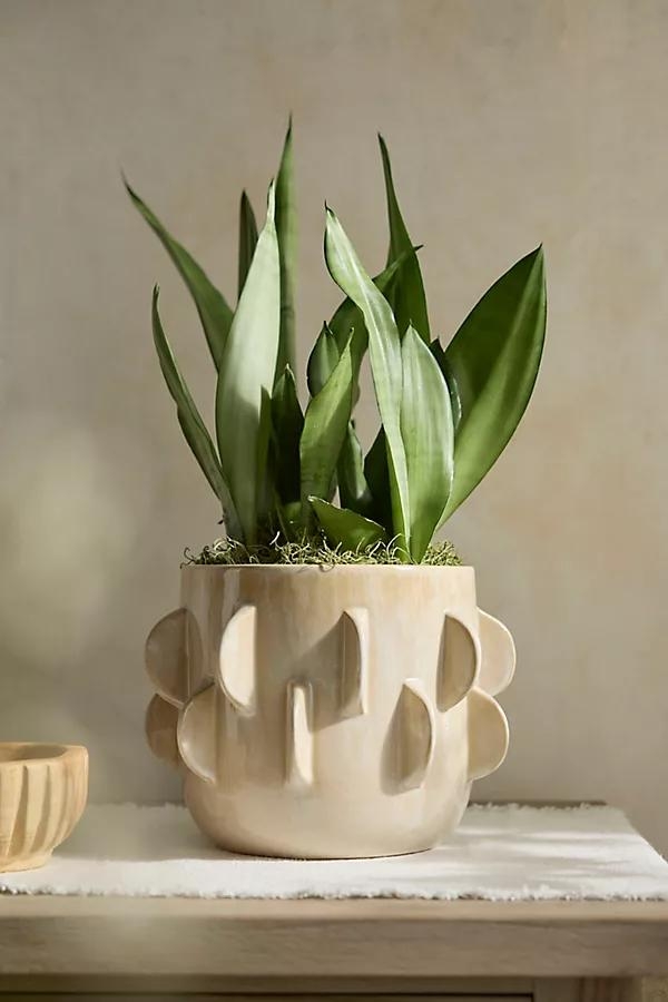 Paddle Ceramic Cylinder Planter - Image 0
