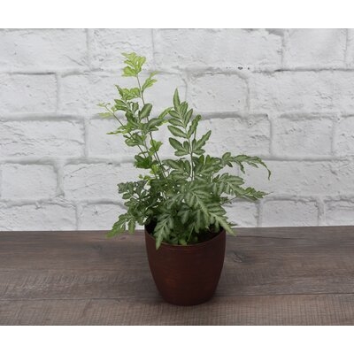 5'' Live Fern Plant in Pot - Image 0