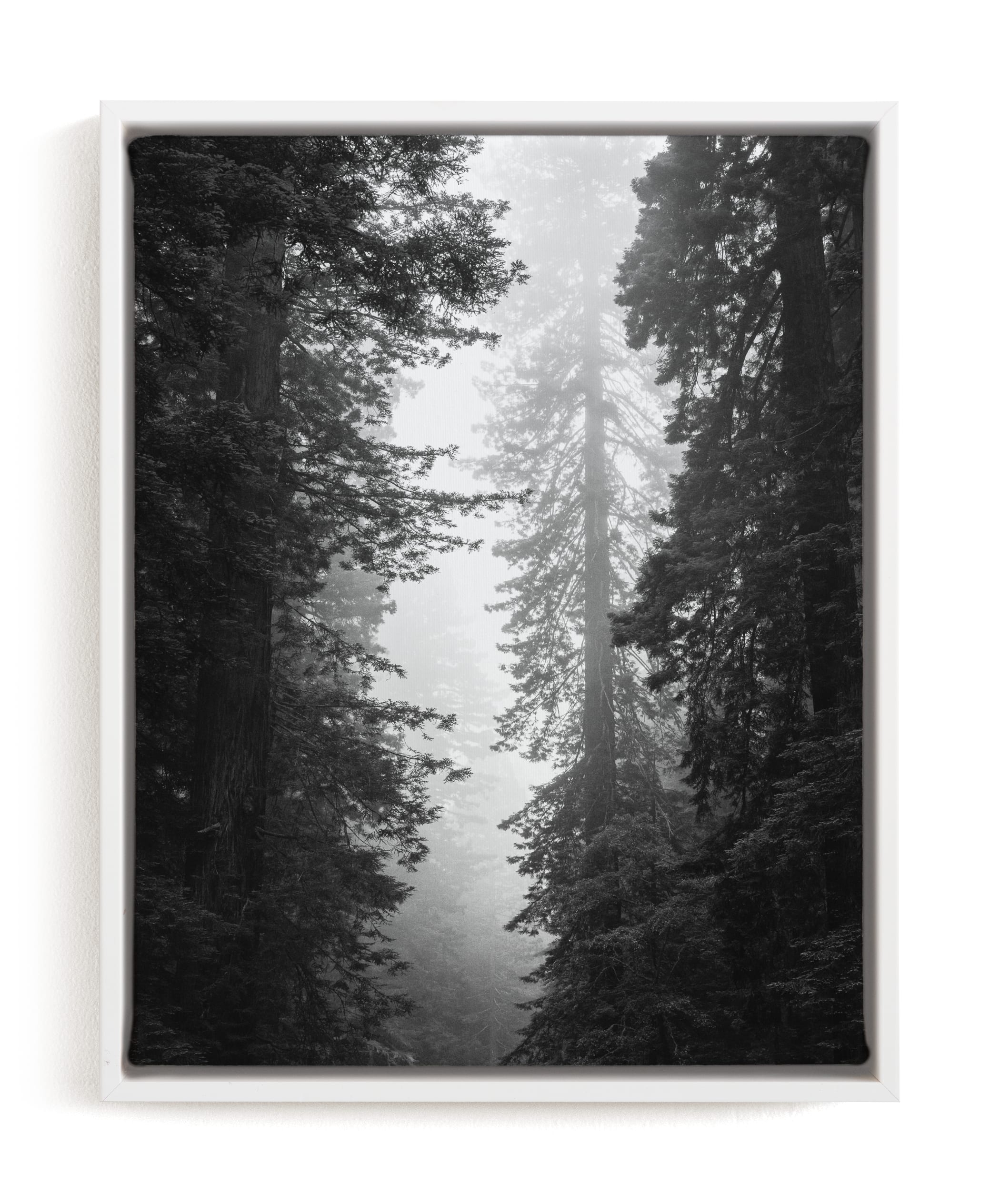 Redwood Morning Limited Edition Fine Art Print 1 - Image 0