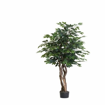 Fir Ficus Tree in Pot - Image 0