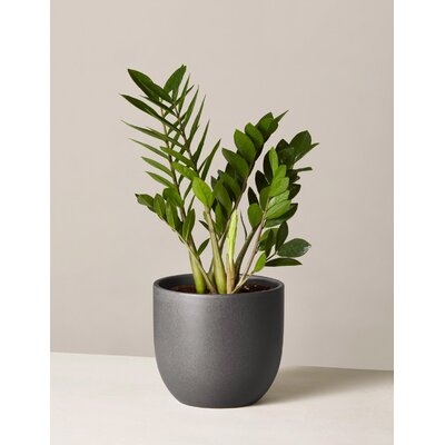 Live Zamioculcas Plant in Pot - Image 0