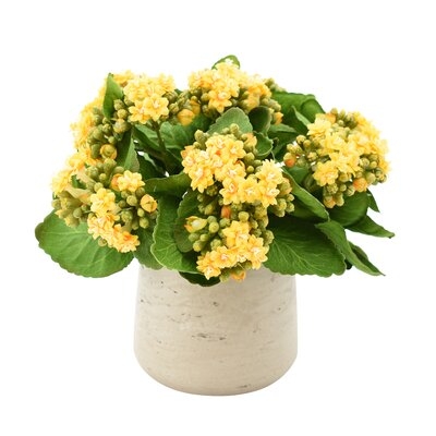 Kalanchoe Floral Arrangement in Pot - Image 0