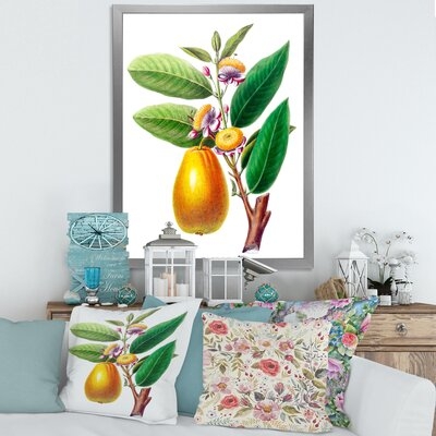 Vintage Fruits I - Farmhouse Canvas Wall Art Print FDP35412 - Image 0