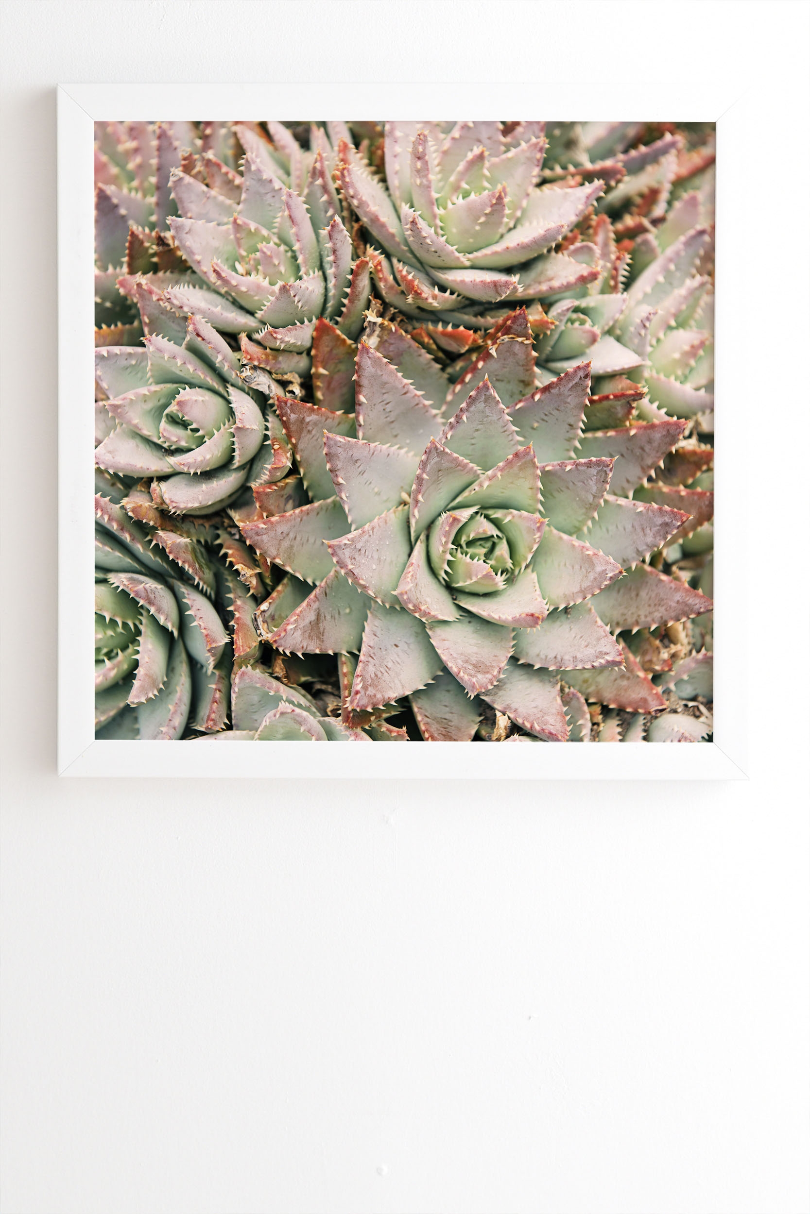 Succulent by Bree Madden - Framed Wall Art Basic White 30" x 30" - Image 1