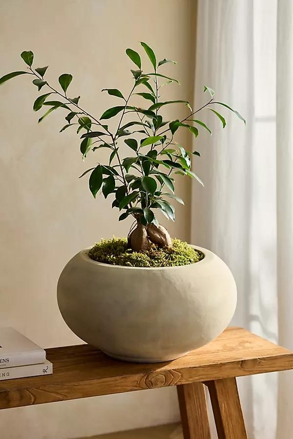 Low Shoulder Terracotta Planter - Image 0