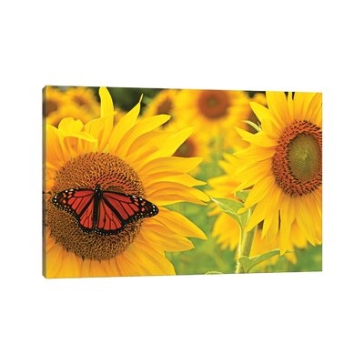Monarch On Sunflowers by - Wrapped Canvas - Image 0