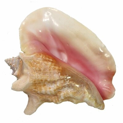 Parodi Large Queen Conch Slit Back - Image 0