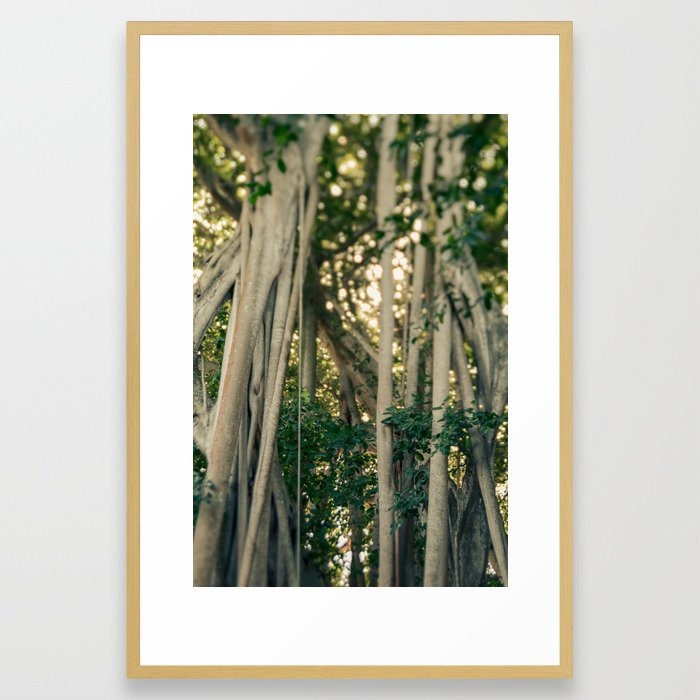 Banyan Tree - Tropical Decor Framed Art Print by Olivia Joy St.claire - Cozy Home Decor, - Conservation Natural - LARGE (Gallery)-26x38 - Image 0